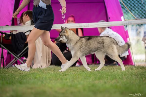 CACIB Mladá Boleslav – Sibiřský husky