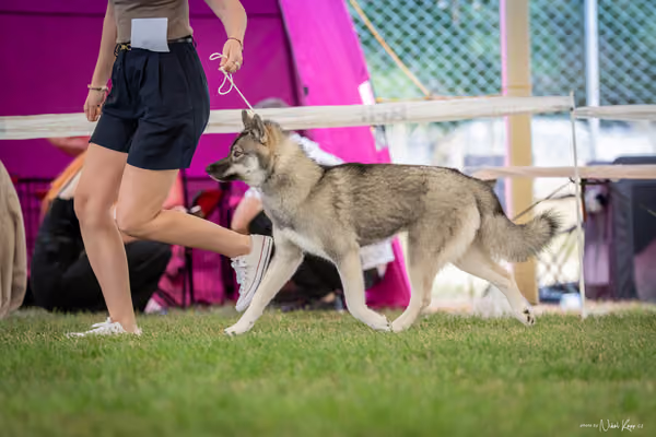 CACIB Mladá Boleslav – Sibiřský husky