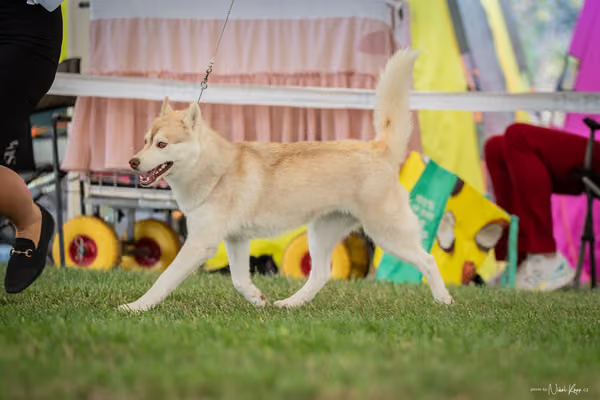 CACIB Mladá Boleslav – Sibiřský husky