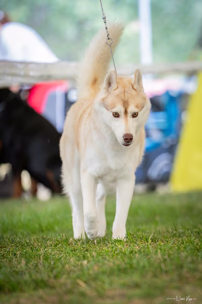 CACIB Mladá Boleslav – Sibiřský husky
