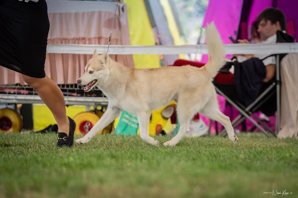 CACIB Mladá Boleslav – Sibiřský husky