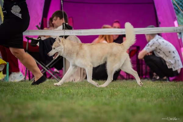 CACIB Mladá Boleslav – Sibiřský husky