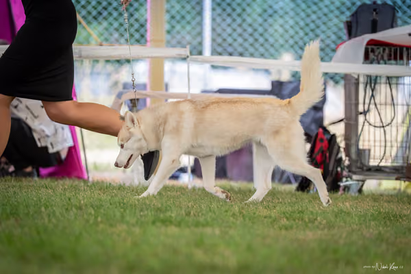 CACIB Mladá Boleslav – Sibiřský husky