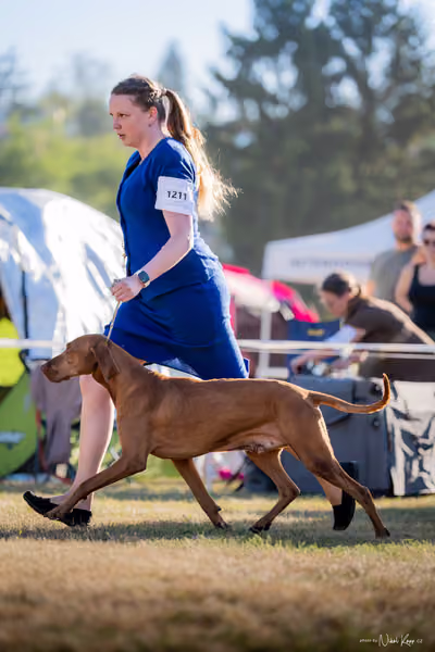 CACIB Mladá Boleslav – Vizsla