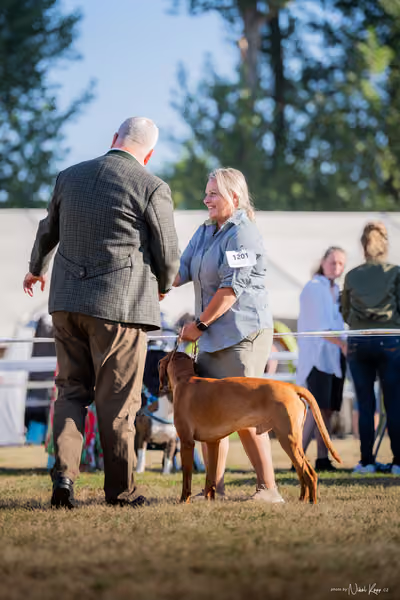 CACIB Mladá Boleslav – Vizsla