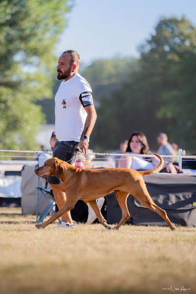 CACIB Mladá Boleslav – Vizsla