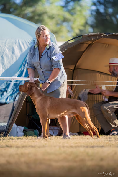 CACIB Mladá Boleslav – Vizsla