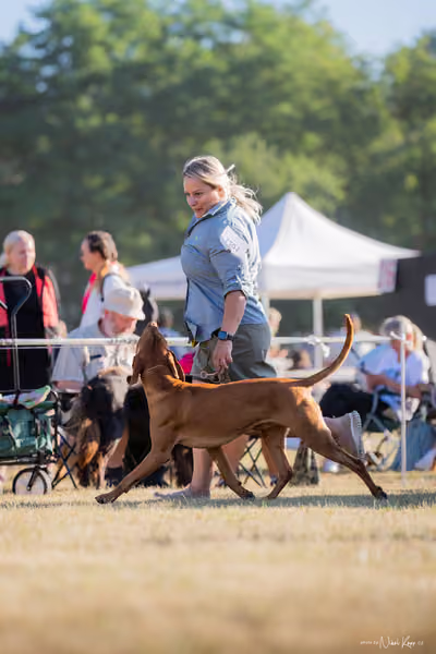 CACIB Mladá Boleslav – Vizsla