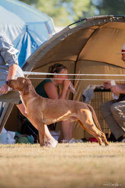 CACIB Mladá Boleslav – Vizsla