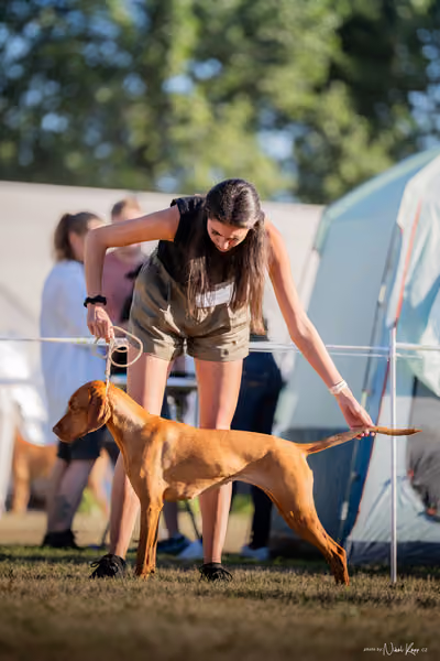 CACIB Mladá Boleslav – Vizsla