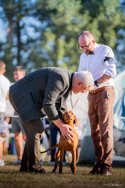 CACIB Mladá Boleslav – Vizsla