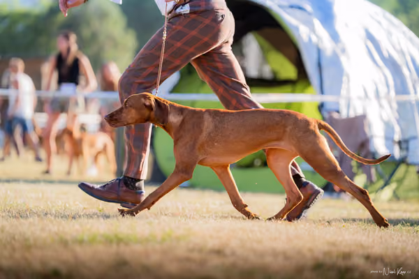 CACIB Mladá Boleslav – Vizsla