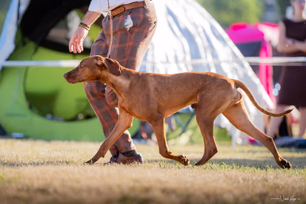 CACIB Mladá Boleslav – Vizsla