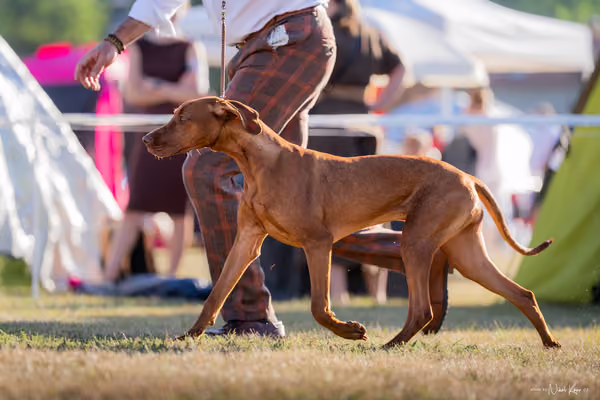 CACIB Mladá Boleslav – Vizsla