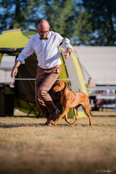 CACIB Mladá Boleslav – Vizsla