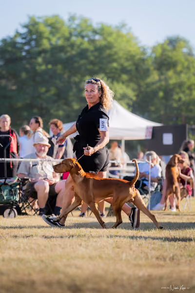 CACIB Mladá Boleslav – Vizsla