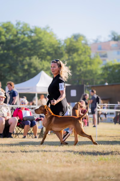 CACIB Mladá Boleslav – Vizsla