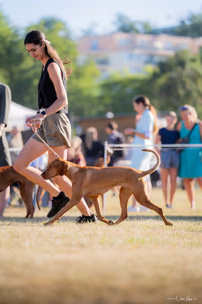 CACIB Mladá Boleslav – Vizsla