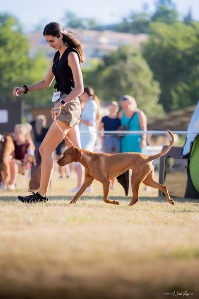 CACIB Mladá Boleslav – Vizsla
