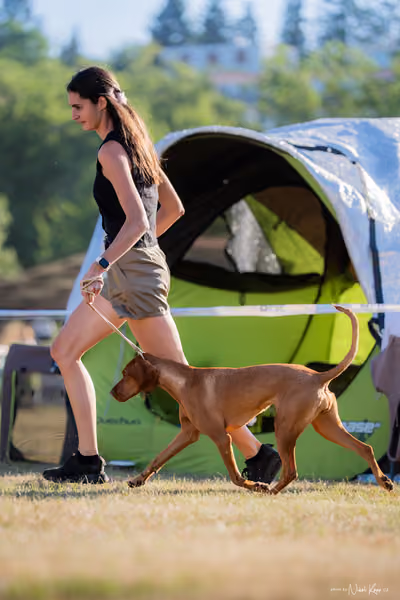 CACIB Mladá Boleslav – Vizsla