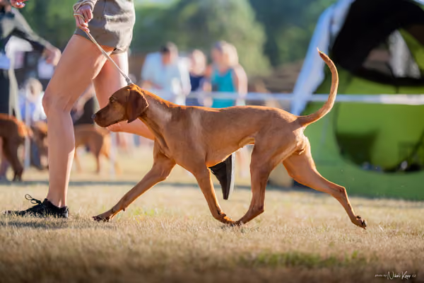 CACIB Mladá Boleslav – Vizsla