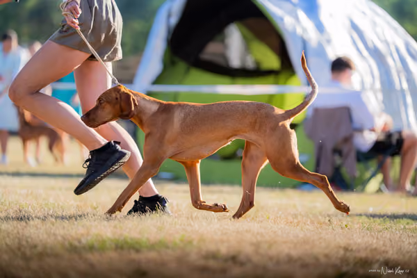 CACIB Mladá Boleslav – Vizsla