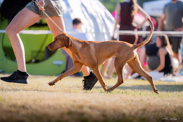 CACIB Mladá Boleslav – Vizsla
