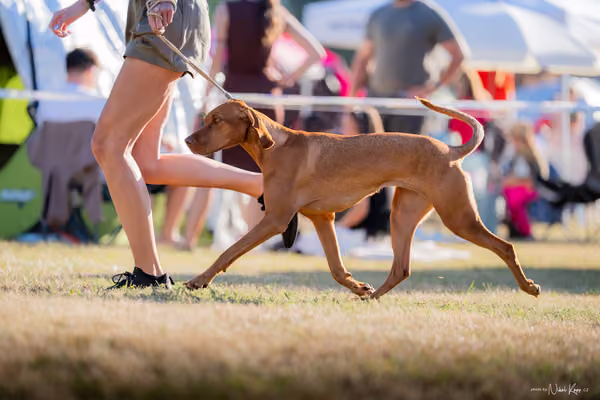 CACIB Mladá Boleslav – Vizsla