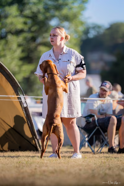 CACIB Mladá Boleslav – Vizsla