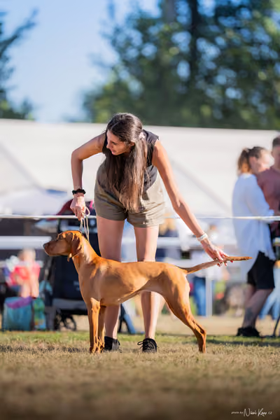 CACIB Mladá Boleslav – Vizsla