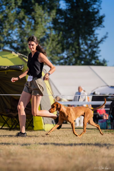 CACIB Mladá Boleslav – Vizsla