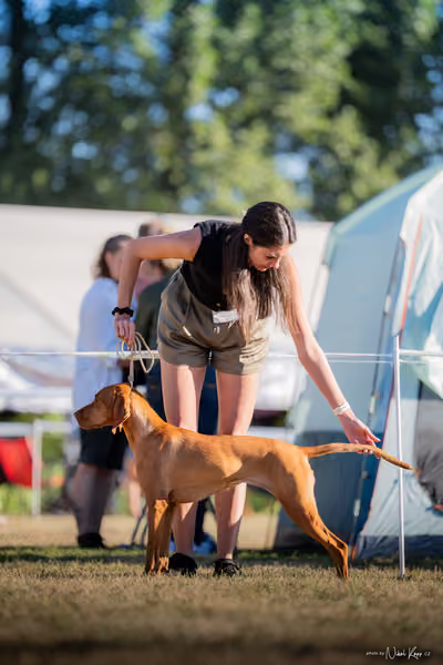 CACIB Mladá Boleslav – Vizsla