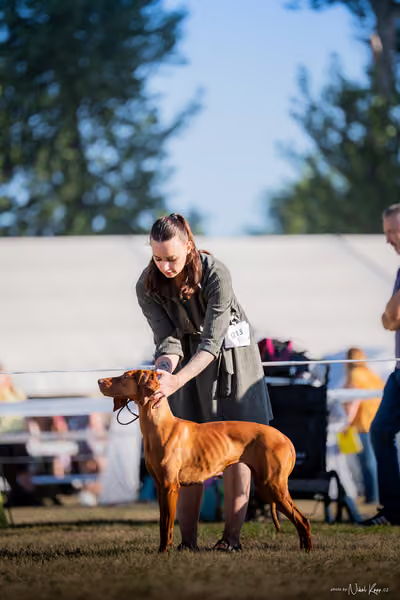 CACIB Mladá Boleslav – Vizsla