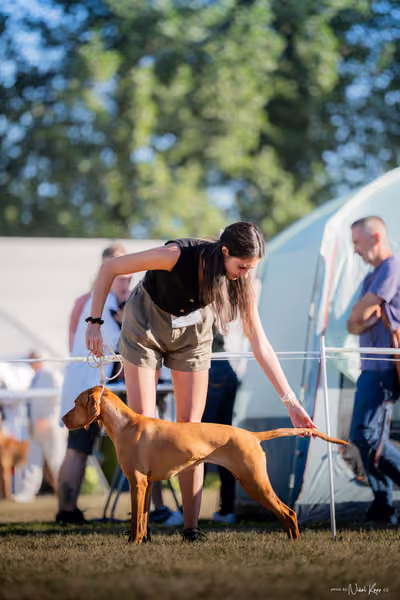 CACIB Mladá Boleslav – Vizsla