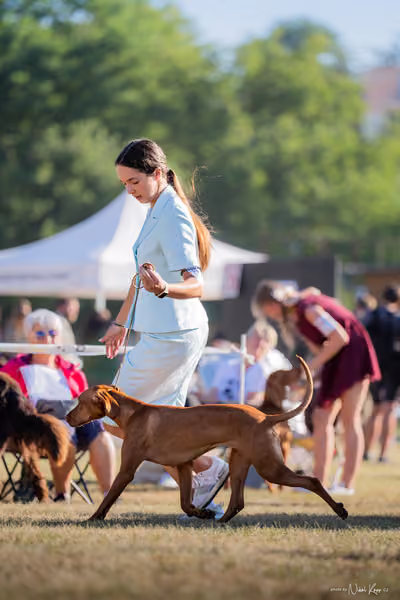 CACIB Mladá Boleslav – Vizsla