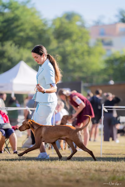 CACIB Mladá Boleslav – Vizsla