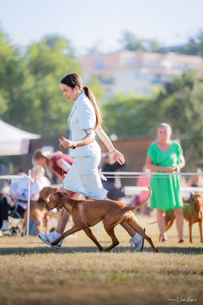 CACIB Mladá Boleslav – Vizsla