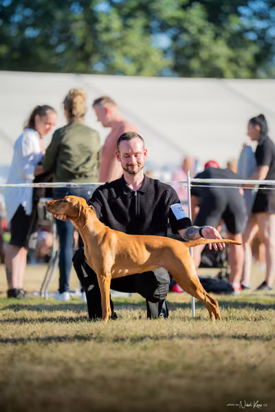 CACIB Mladá Boleslav – Vizsla