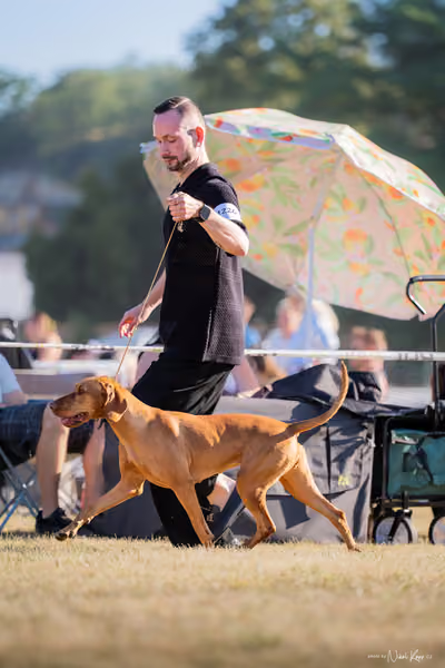 CACIB Mladá Boleslav – Vizsla