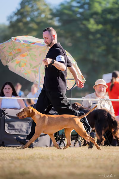 CACIB Mladá Boleslav – Vizsla