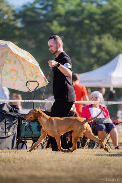 CACIB Mladá Boleslav – Vizsla