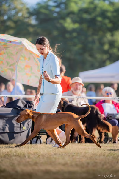 CACIB Mladá Boleslav – Vizsla
