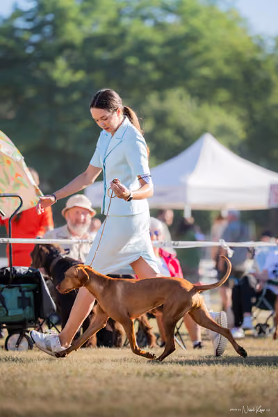 CACIB Mladá Boleslav – Vizsla