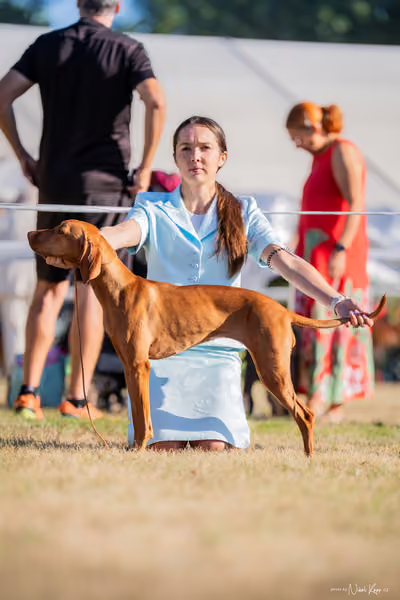 CACIB Mladá Boleslav – Vizsla