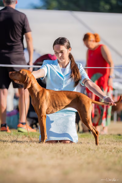 CACIB Mladá Boleslav – Vizsla