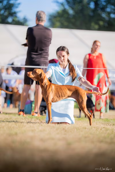 CACIB Mladá Boleslav – Vizsla