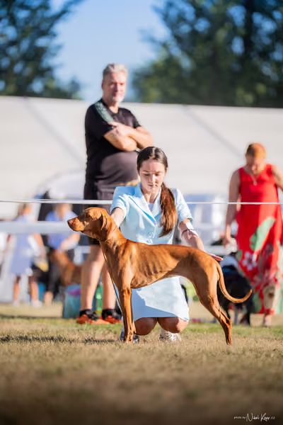 CACIB Mladá Boleslav – Vizsla