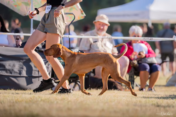 CACIB Mladá Boleslav – Vizsla