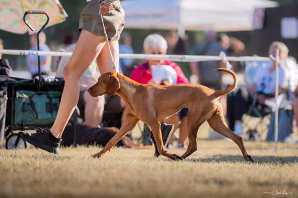 CACIB Mladá Boleslav – Vizsla