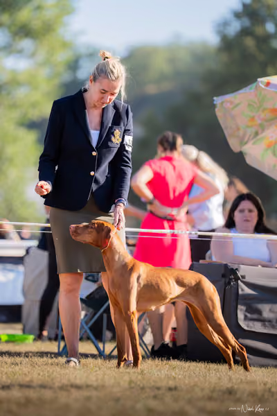 CACIB Mladá Boleslav – Vizsla